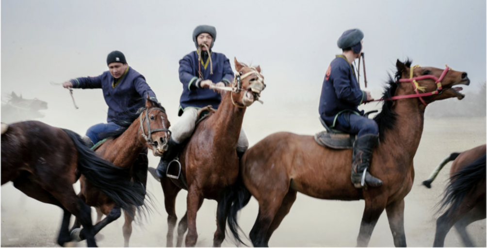 BLOOD for HORSES