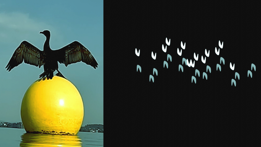 The Cormorant’s Shadow